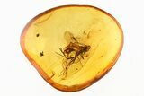 Detailed Fossil Parasitic Wasp (Apocrita) in Baltic Amber #275505-1